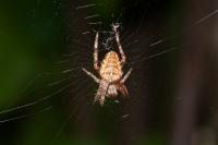 Araneus diadematus