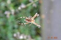 Araneus diadematus
