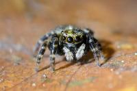 Pseudeuophrys erratica