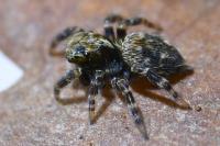Pseudeuophrys erratica