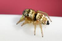 Heliophanus