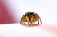 Heliophanus