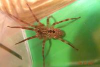 Zoropsis spinimana
