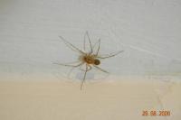 Scytodes thoracica