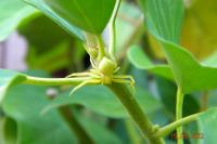 Misumena vatia