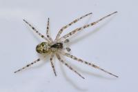 Metellina segmentata