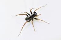 Pardosa
