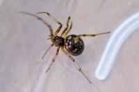 Steatoda triangulosa