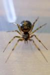 Steatoda triangulosa