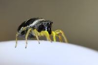 Heliophanus