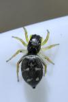 Heliophanus