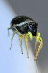 Heliophanus