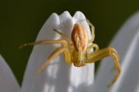 Runcinia grammica