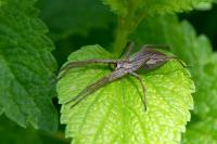 Pisaura mirabilis