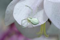 Misumena vatia