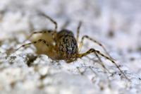 Scytodes thoracica