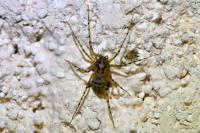 Scytodes thoracica