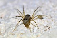 Scytodes thoracica