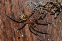 Amaurobius fenestralis