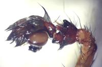 Amaurobius fenestralis