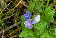 Veronica chamaedrys