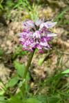 Orchis simia