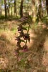 Epipactis helleborine