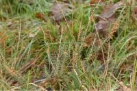 Erica vagans