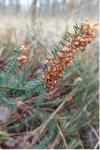 Erica vagans