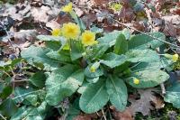 Primula vulgaris