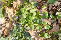 Viola odorata