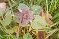 Lamium purpureum