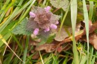 Lamium purpureum