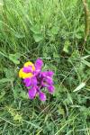 Anacamptis morio
