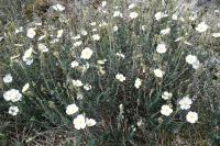Cistus umbellatus