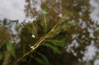 Potamogeton praelongus