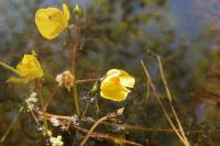 Utricularia neglecta