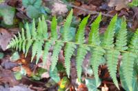 Dryopteris filix-mas
