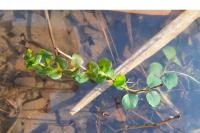 Lysimachia nummularia