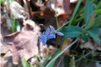 Scilla bifolia