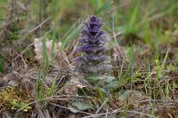 Ajuga pyramidalis
