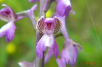 Anacamptis morio