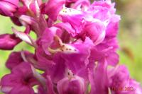 Orchis mascula