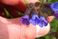 Pulmonaria longifolia