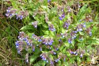 Pulmonaria longifolia