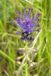 Muscari comosum