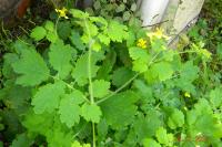 Chelidonium majus