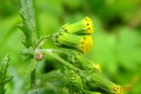 Senecio vulgaris