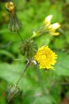 Sonchus oleraceus