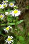 Erigeron annuus